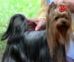 Yorkshire Terrier: BEGGI CRYSTAL OF THE YORK