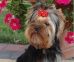 Yorkshire Terrier: Blue Sansara FASCINATION CARLI GIRL