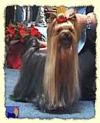Yorkshire Terrier: BODYGUARD of Padawi's