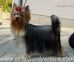 Yorkshire Terrier: CHOPPARD JUST LIKE THIS