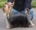 Yorkshire Terrier: GRAND OVACIA AMBITSIA