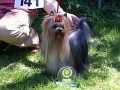 I LOVE YOU Młodzieżowy Zwycięzca Rasy - Yorkshire Terrier Hodowla