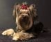 Yorkshire Terrier: JACKIE Puppy Farm