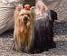 Yorkshire Terrier: Kendos GENTLE GIGOLO