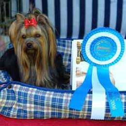 champion Yorkshire Terrier