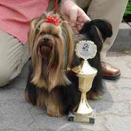 champion Yorkshire Terrier