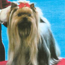 Yorkshire Terrier: MAJESTIC MAGIC CHANGER