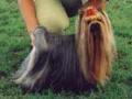 Yorkshire Terrier My Fair Lady, Champion - Hodowla - Restart