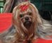 Yorkshire Terrier: POKUSA Restart