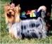 Yorkshire Terrier: Premar GOTTA LOT OF CHARM
