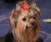 Yorkshire Terrier: PRINCESSE LOVE Restart