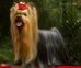 Yorkshire Terrier: RIGAIR YABBA DABBA DOO