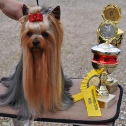 Yorkshire Terrier Champion