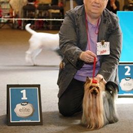 Yorkshire Terrier Interchampion