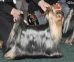 Yorkshire Terrier: STJUMERS MAGESTIC