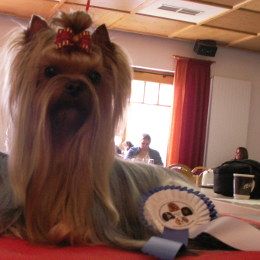Yorkshire Terrier champion