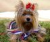 Yorkshire Terrier: XENON Crystal of the York