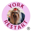 Hodowla Yorkshire Terrier – RESTART®